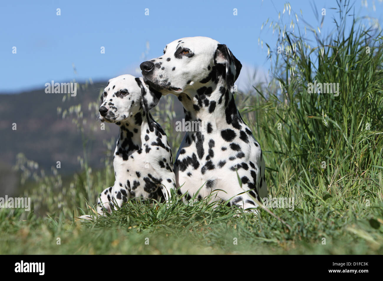 Hund Dalmatiner / Dalmatiner / Dalmatien Erwachsene und Welpen Stockfoto