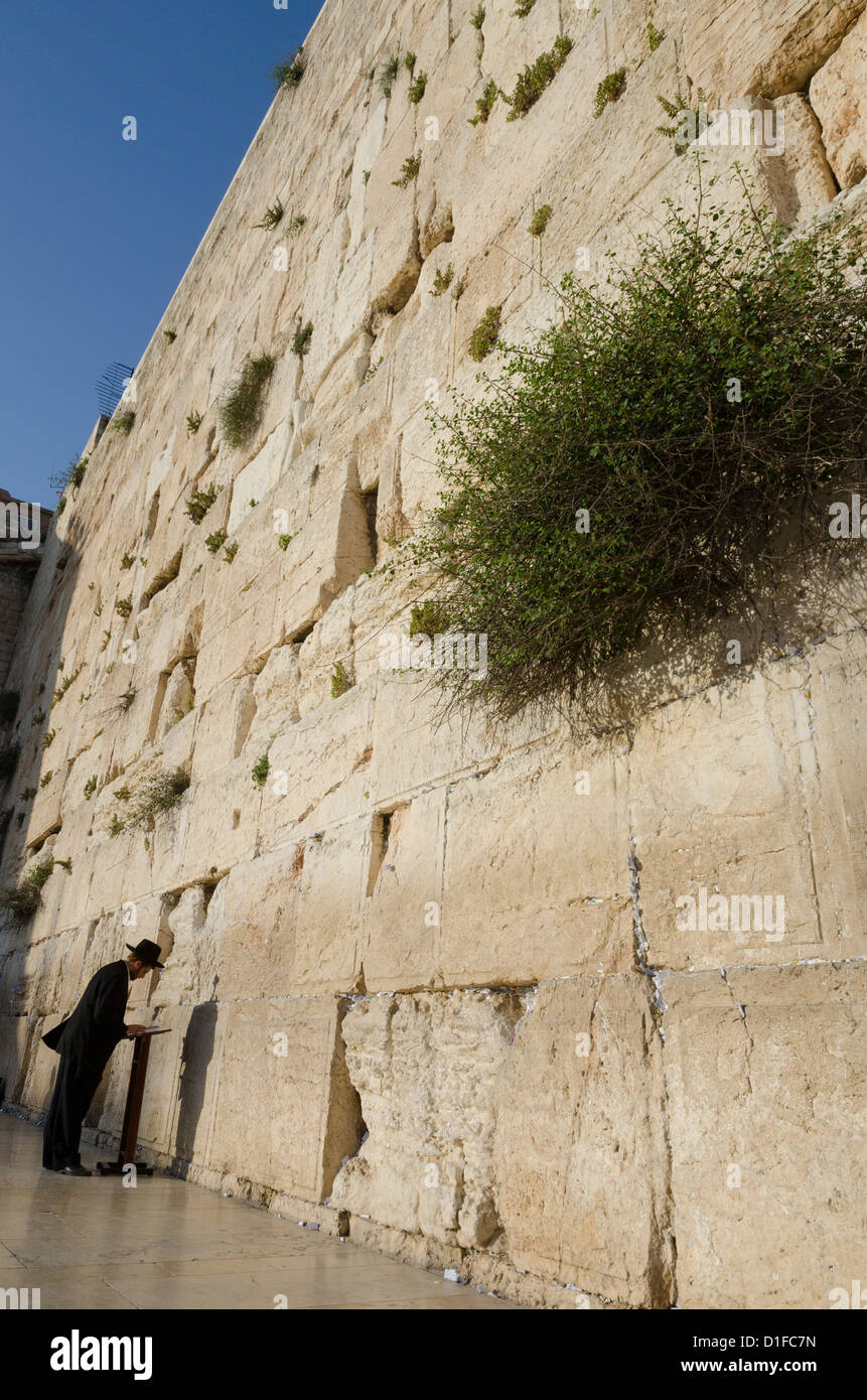 Orthodoxer Jude betet an der Klagemauer, Altstadt, Jerusalem, Israel, Naher Osten Stockfoto