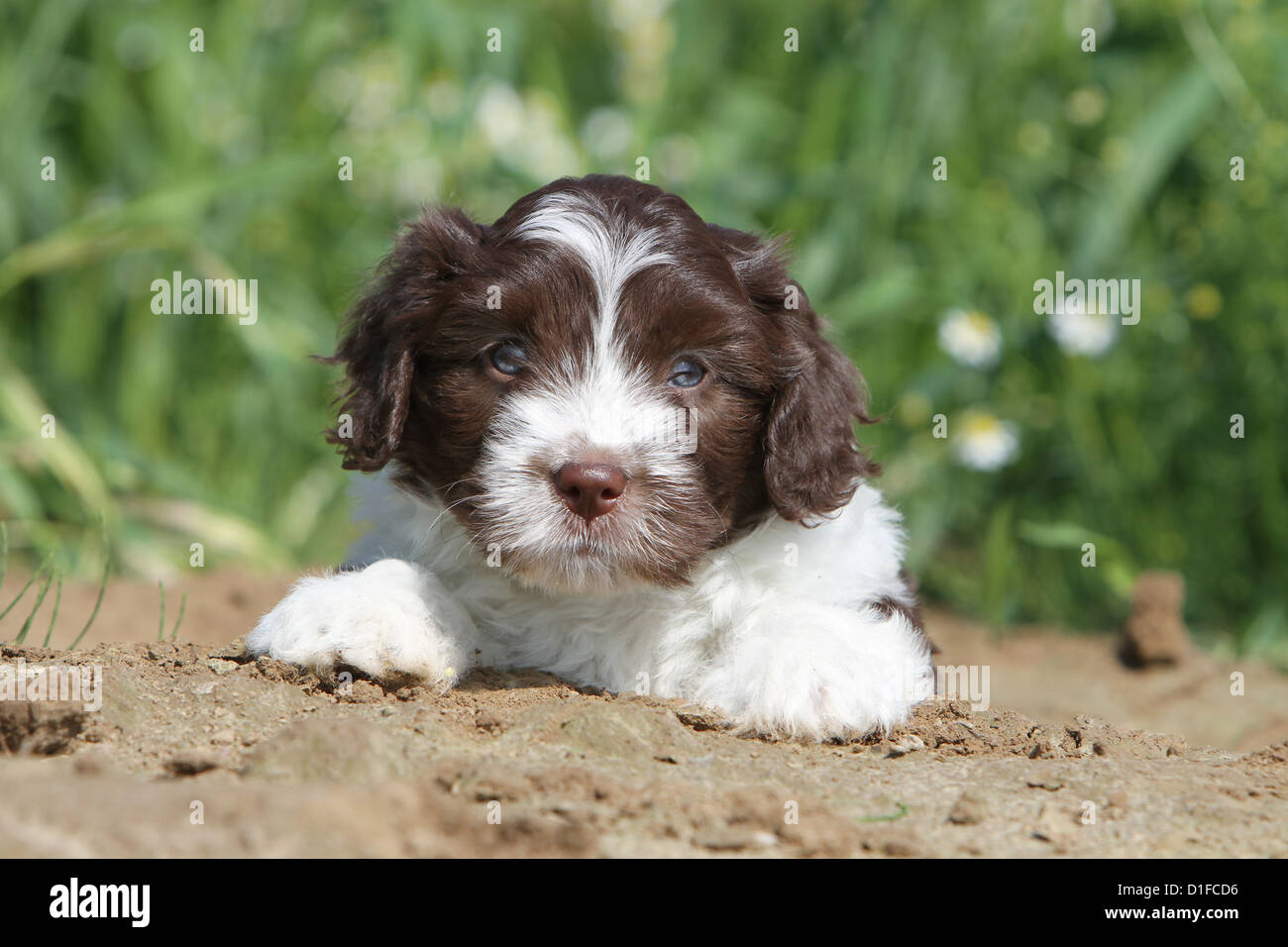 Schapendoes Hund / Welpe liegend in einem Feld Stockfoto