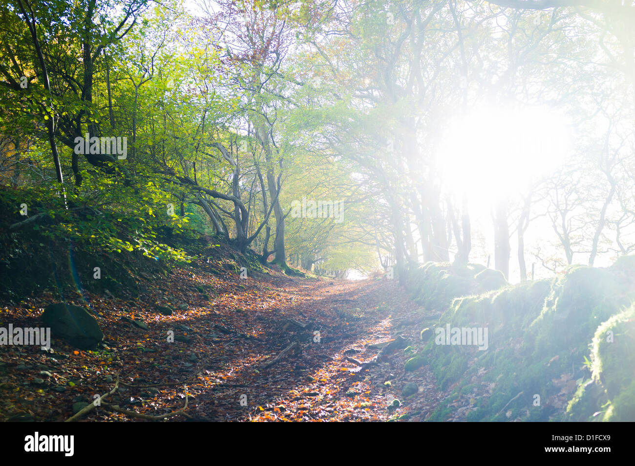 Sunburst durch Bäume Herbst Farben alte Spur grüne Gasse November Nachmittag, Ceredigion Wales UK Stockfoto