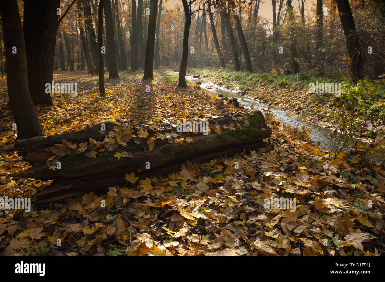 Herbstlaub im Wald am Cervenomlynsky Creek, Dorf Miskovice, Prag, Tschechische Republik, Europa Stockfoto