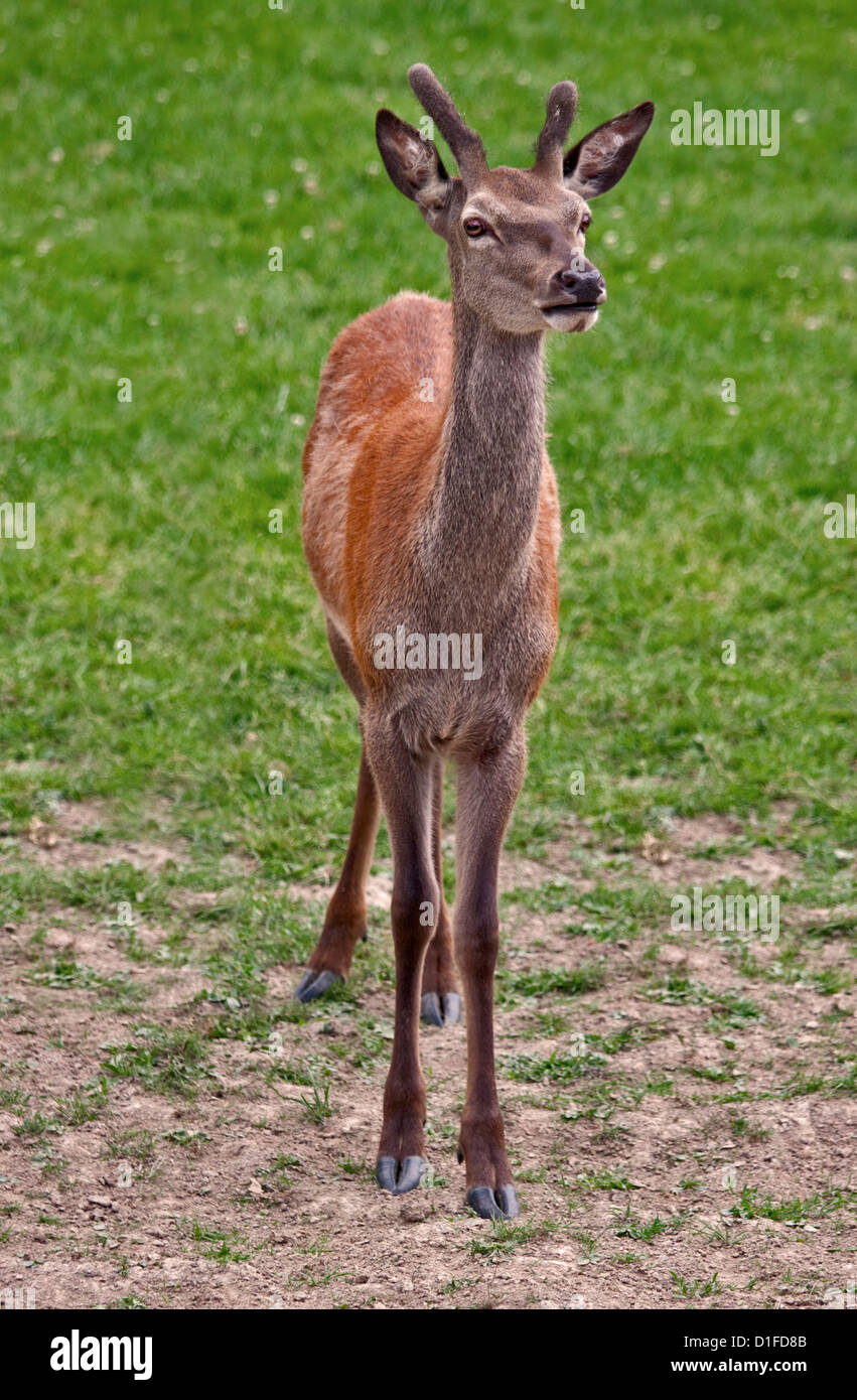 Juvenile Hirsch Rothirsch (Cervus Elaphus), UK Stockfoto