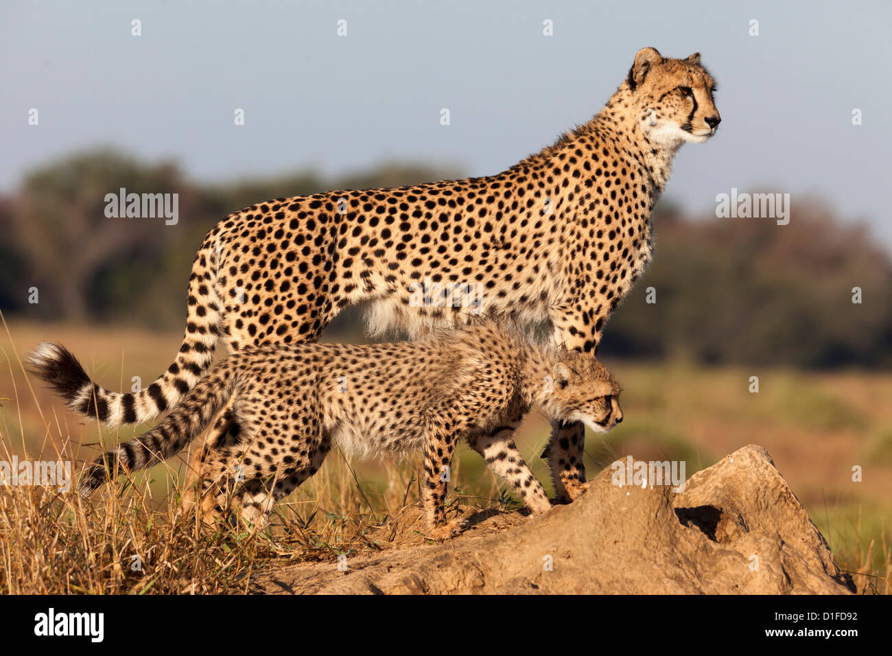 Gepard mit Cub (Acinonyx Jubatus), Phinda private Game reserve, Kwazulu Natal, Südafrika, Afrika Stockfoto