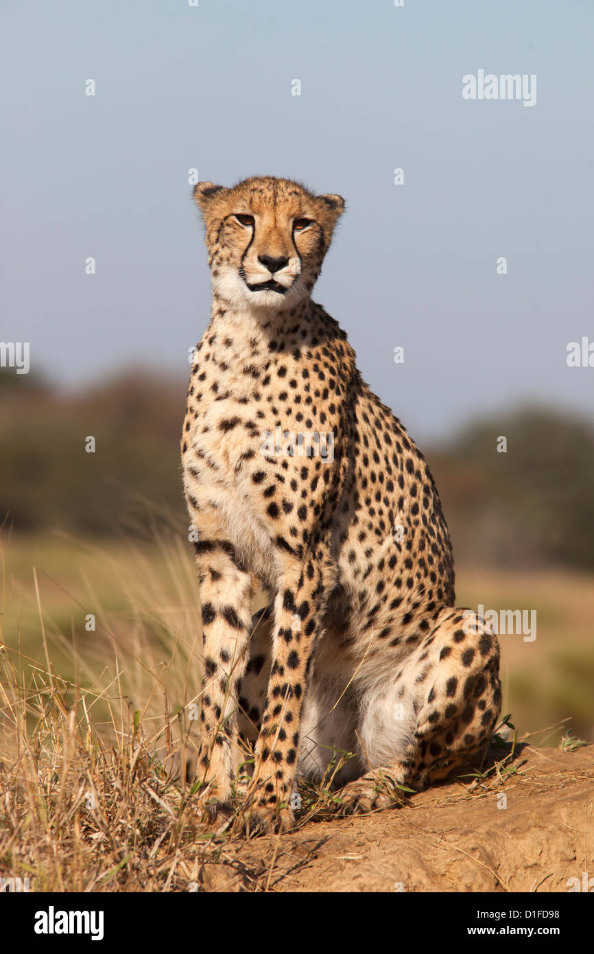 Gepard (Acinonyx Jubatus) weiblich, Phinda private Game reserve, Kwazulu Natal, Südafrika, Afrika Stockfoto