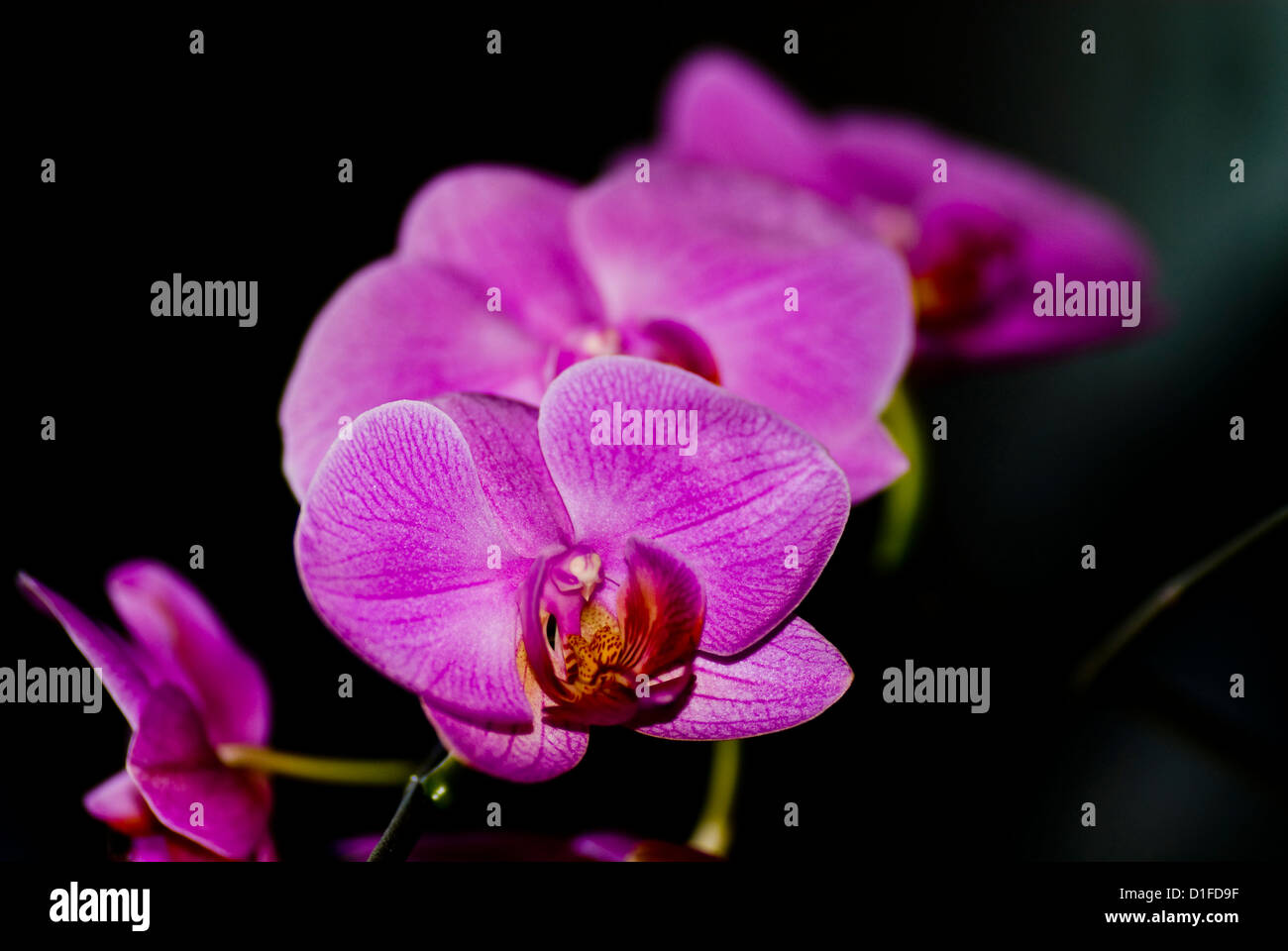 Blumen, Makro-Foto der Orchidee Stockfoto