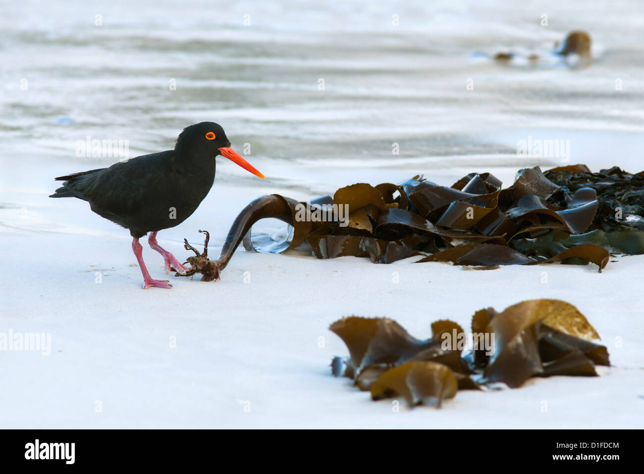 Afrikanische schwarze Austernfischer (Haematopus Moquini), Boulders Beach, Cape Town, Südafrika, Afrika Stockfoto