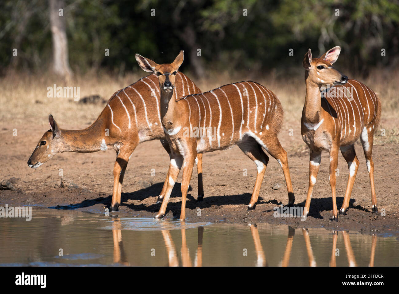 Nyala (Tragelaphus Angasii) Weibchen am Wasserloch, Hluhluwe Imfolozi Wildgehege, KwaZulu-Natal, Südafrika, Afrika Stockfoto