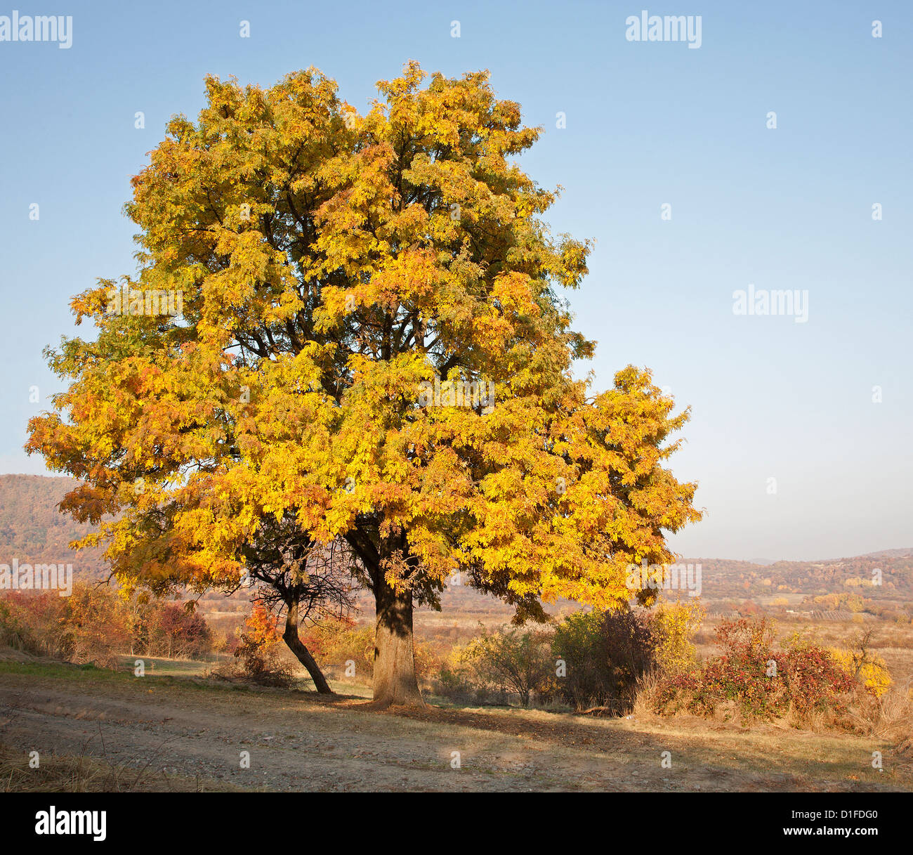 Herbst birne Fotos und Bildmaterial in hoher Auflösung Alamy