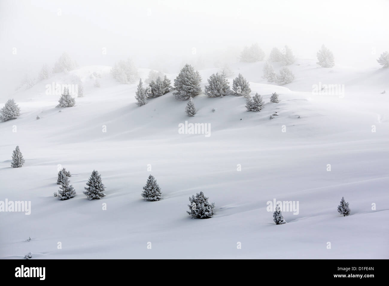 Nebel über die Berge von Skigebiet Baqueira Beret, enthüllt frischen Pulverschnee und verstreuten Kiefern heben Stockfoto