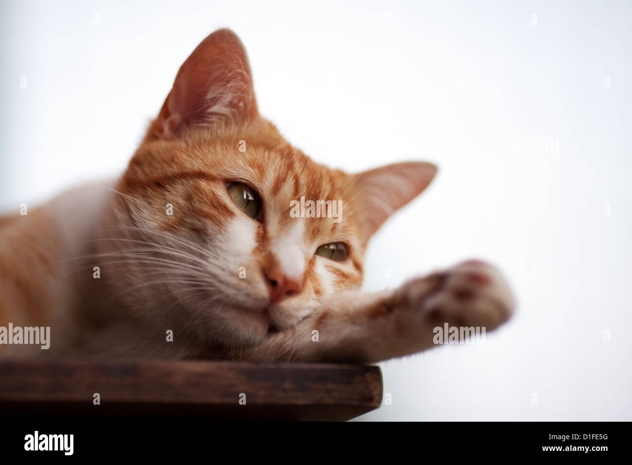 Eine orange Hauskatze ruht am Rand des Tisches liegt seinen Kopf über seinem Vorderbein Stockfoto