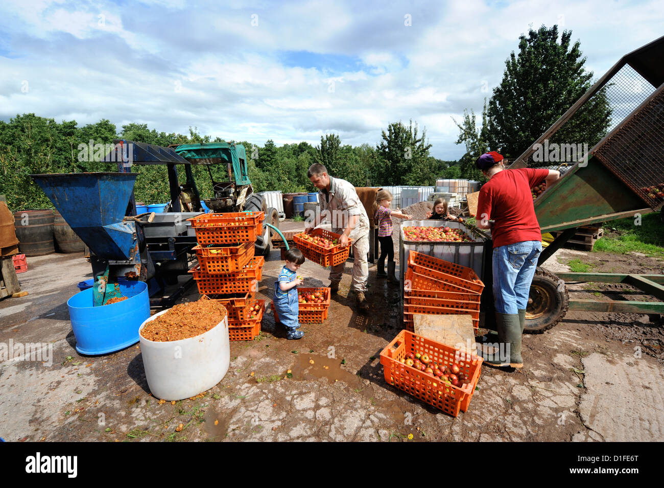 Eine Familie von Apfelwein-Macher Maischen Äpfel vor dem Pressen in Broome Farm in der Nähe von Ross-on-Wye UK wo gibt es freie Campen und Tasti Stockfoto