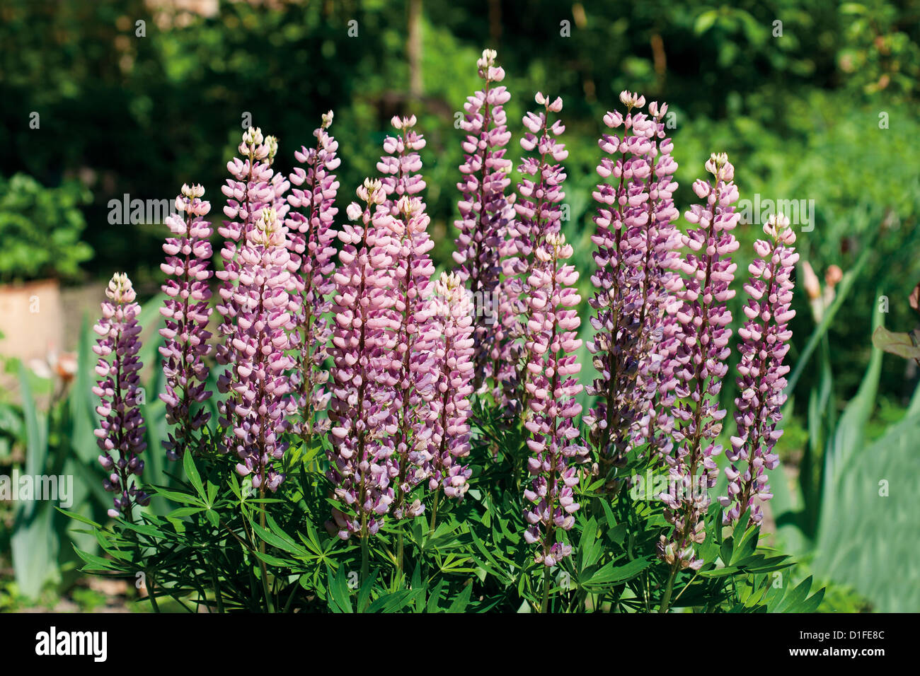 Wilde blaue lupine Fotos und Bildmaterial in hoher Auflösung Alamy