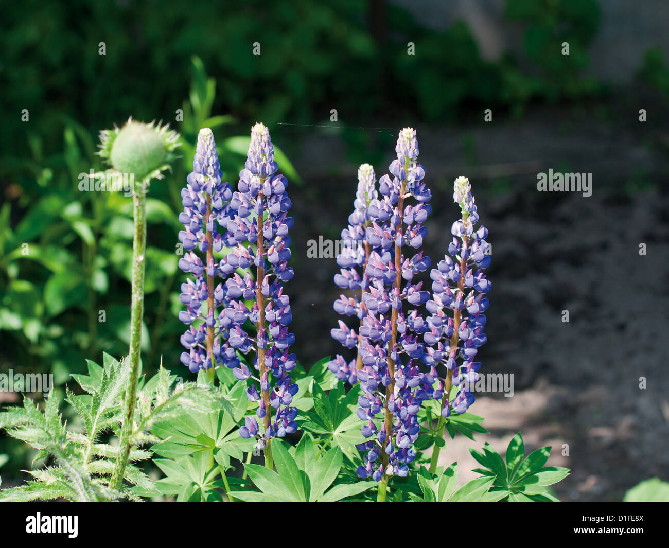 Pflanze des violetten wilde Lupine im Sommer Stockfoto