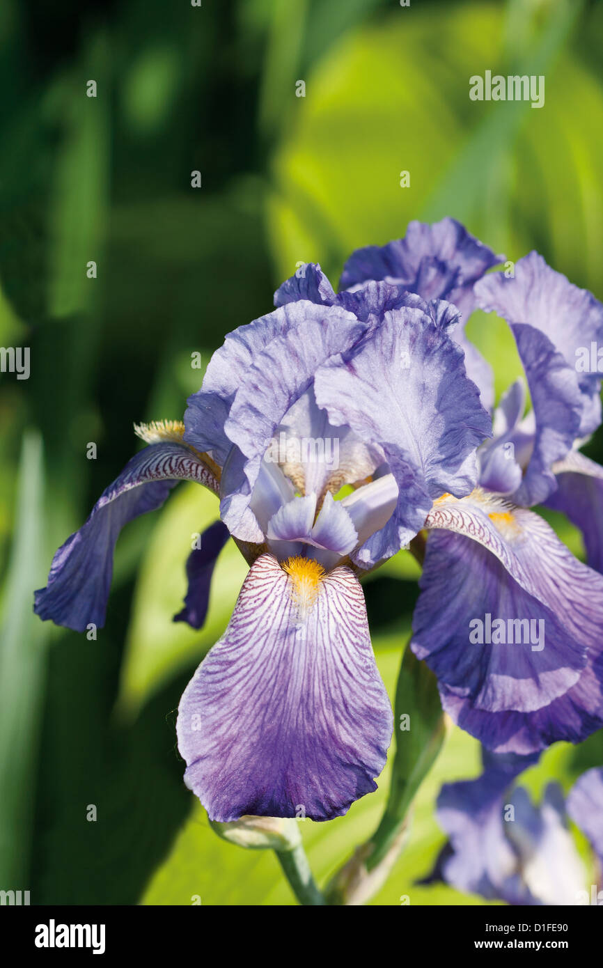 Violette Iris Blume auf grünem Hintergrund jedoch unscharf, Nahaufnahme Stockfoto
