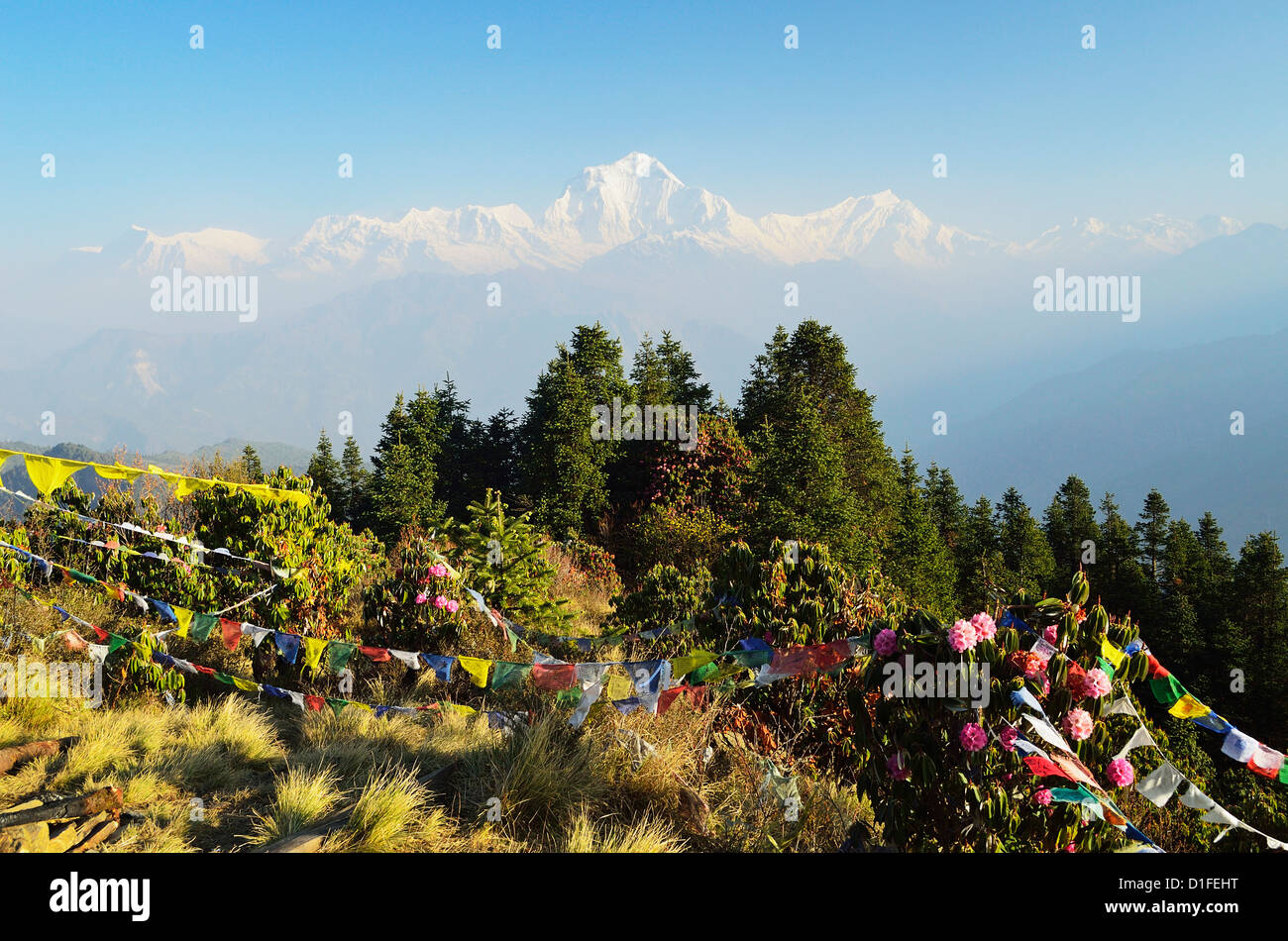 Dhaulagiri Himal von Poon Hill, Western Region, Nepal, Annapurna Conservation Area, Dhawalagiri (Dhaulagiri) gesehen Stockfoto