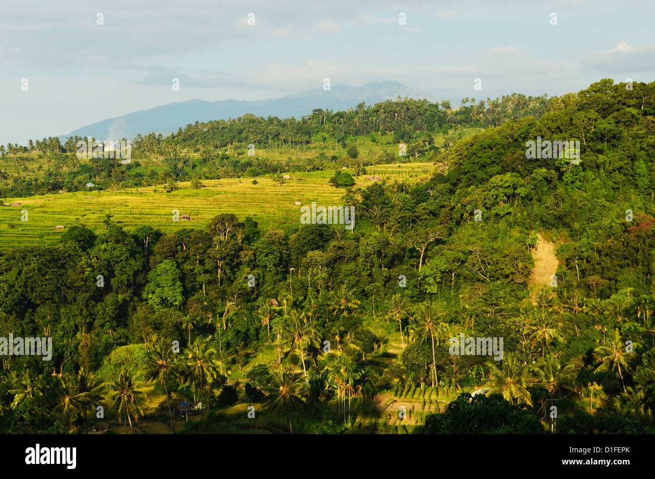 Regenwald und Felder, Senaru, Lombok, Indonesien, Südostasien, Asien Stockfoto