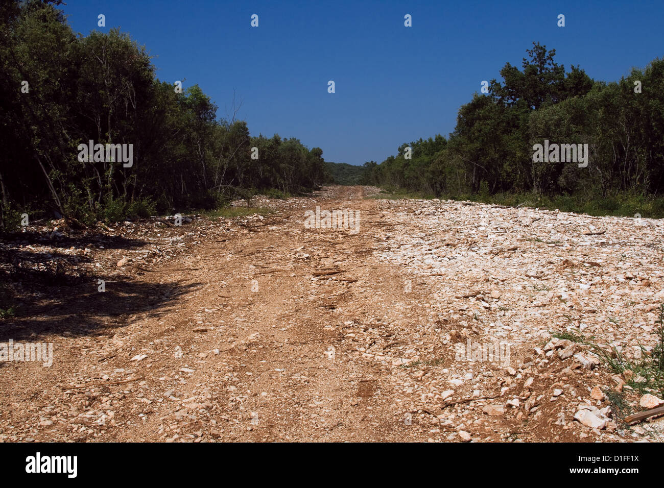 Lichtung in Sub tropischen Wald, Kroatien Stockfoto