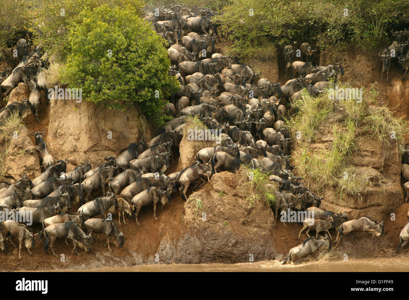 Blaue Gnus, Masai Mara, Kenia Stockfoto