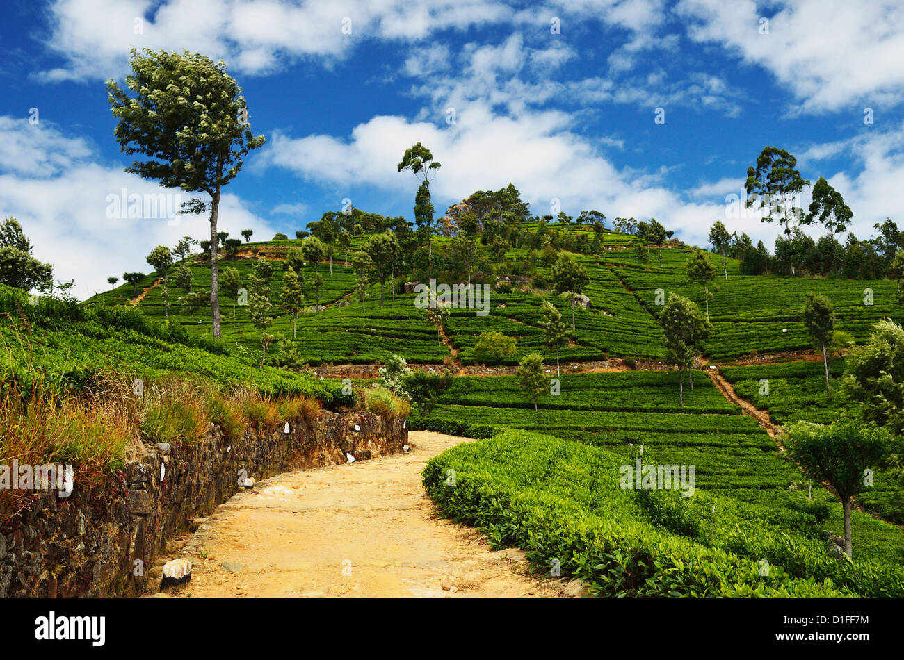 Blick auf Teeplantagen von Liptons Sitz, Haputale, Sri Lanka, Asien Stockfoto
