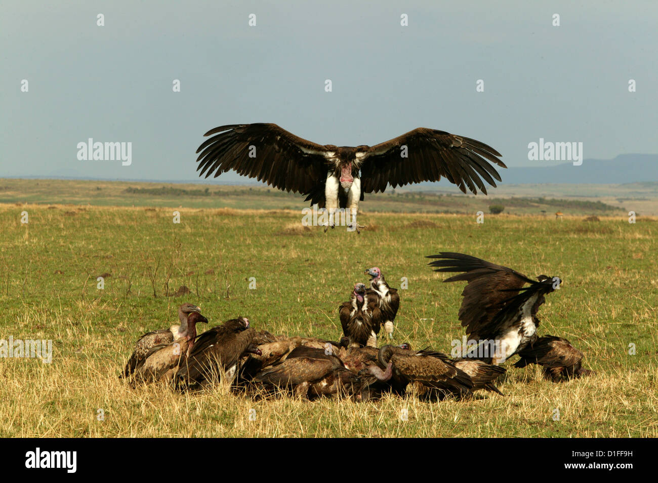 Nubian Geier (Torgos Tracheliotos), Kenia Stockfoto