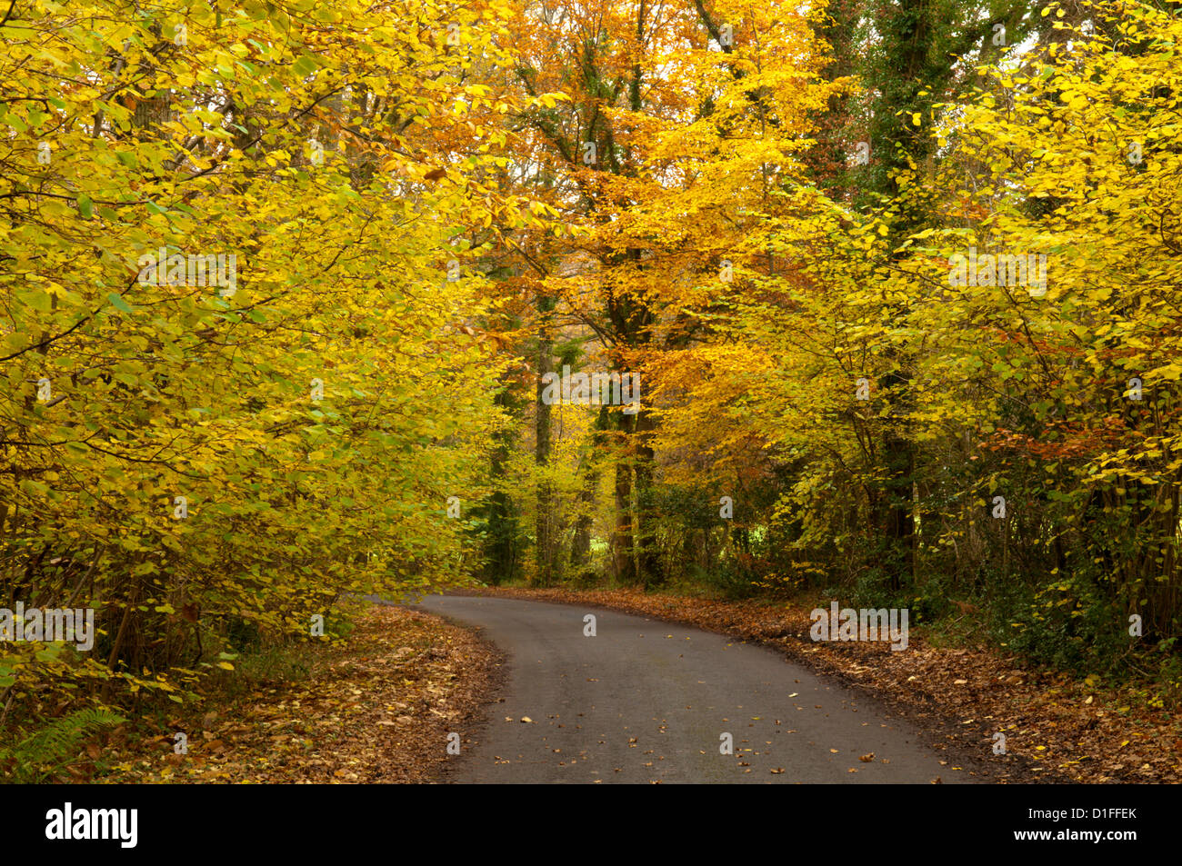 Herbstlaub auf Feldweg in der Nähe von Petworth, West Sussex, England, UK. November. Stockfoto