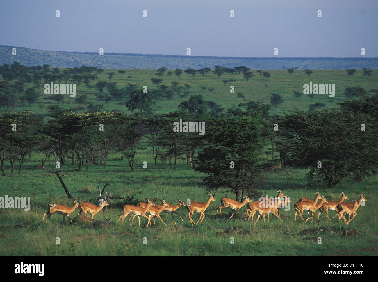 Gruppe von Impalas Stockfoto