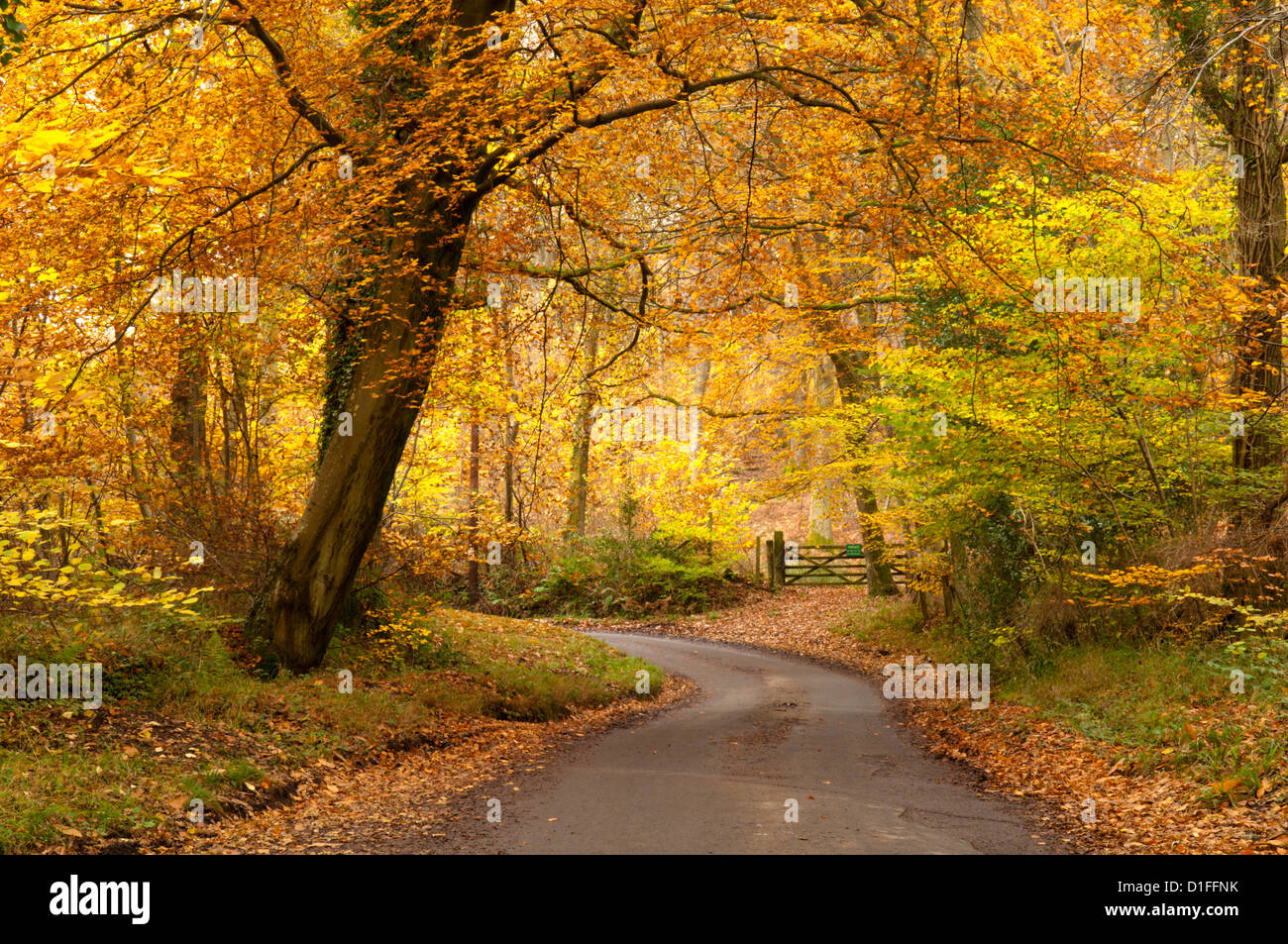 Herbstlaub auf Feldweg in der Nähe von Petworth, West Sussex, England, UK. November. Stockfoto