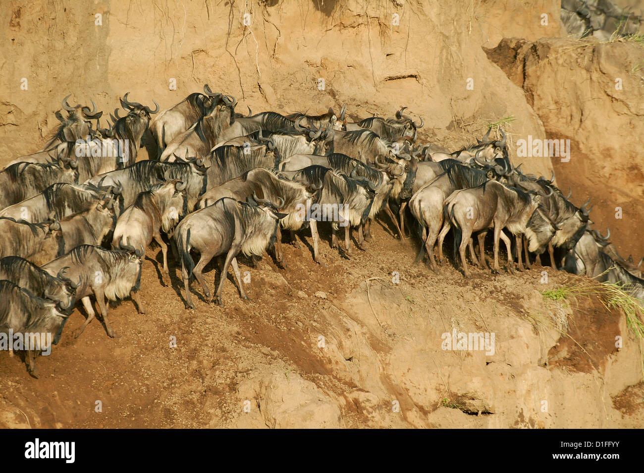 Blaue Gnus, Masai Mara, Kenia Stockfoto