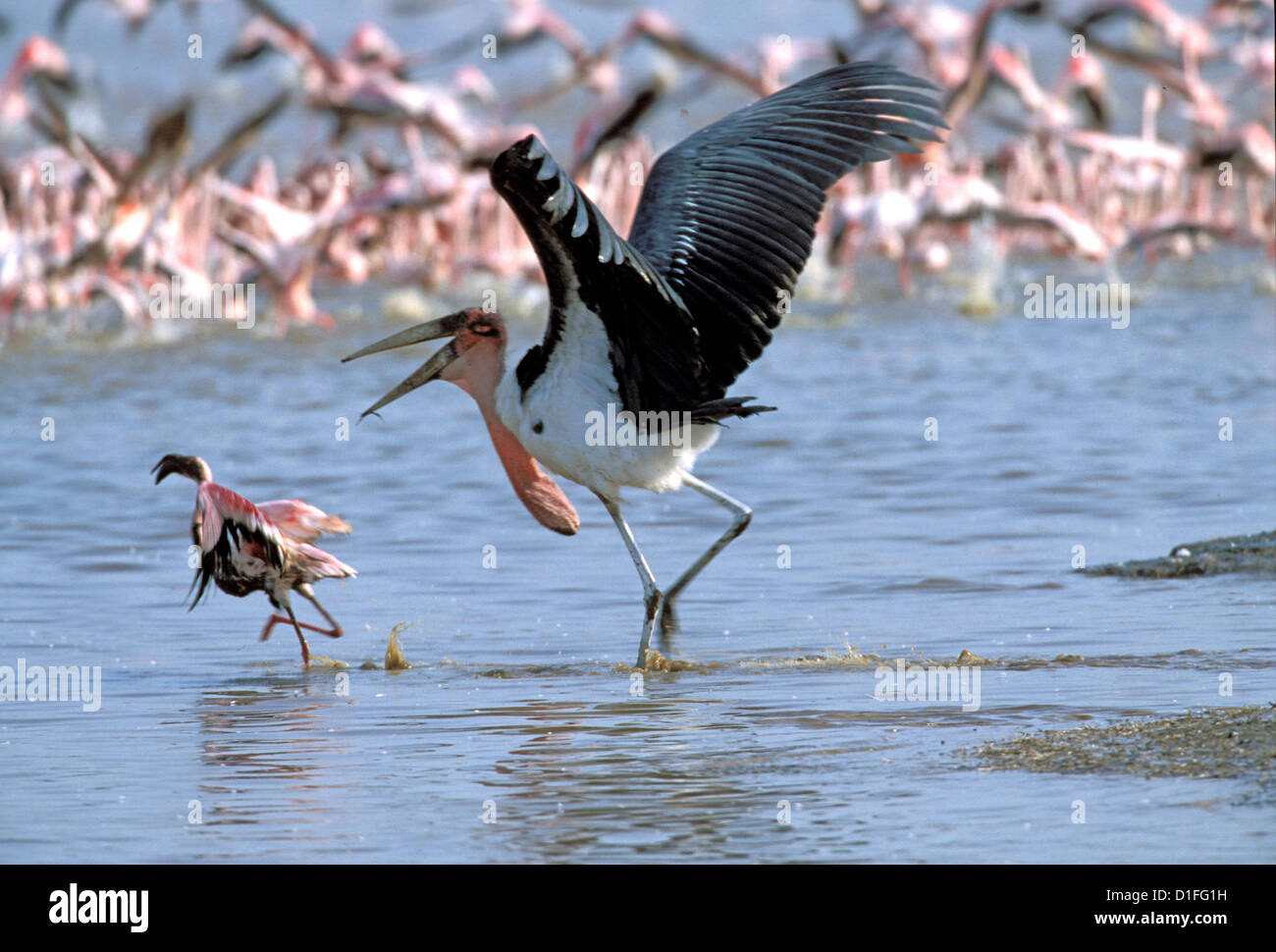 Flamingos, Lake Bogoria, Kenia Stockfoto