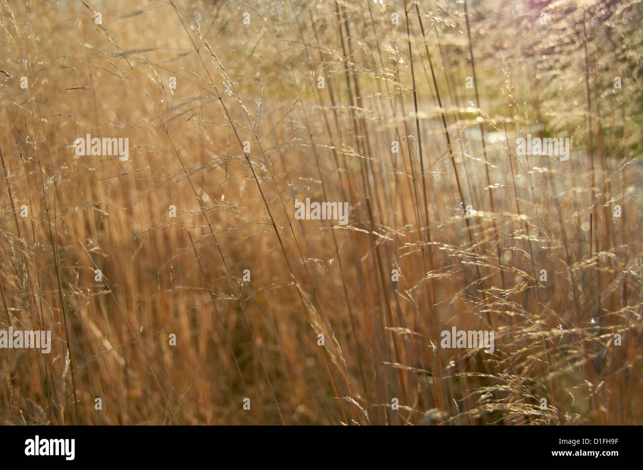 Gräser in einem RHS-Garten (Harlow Carr) Stockfoto