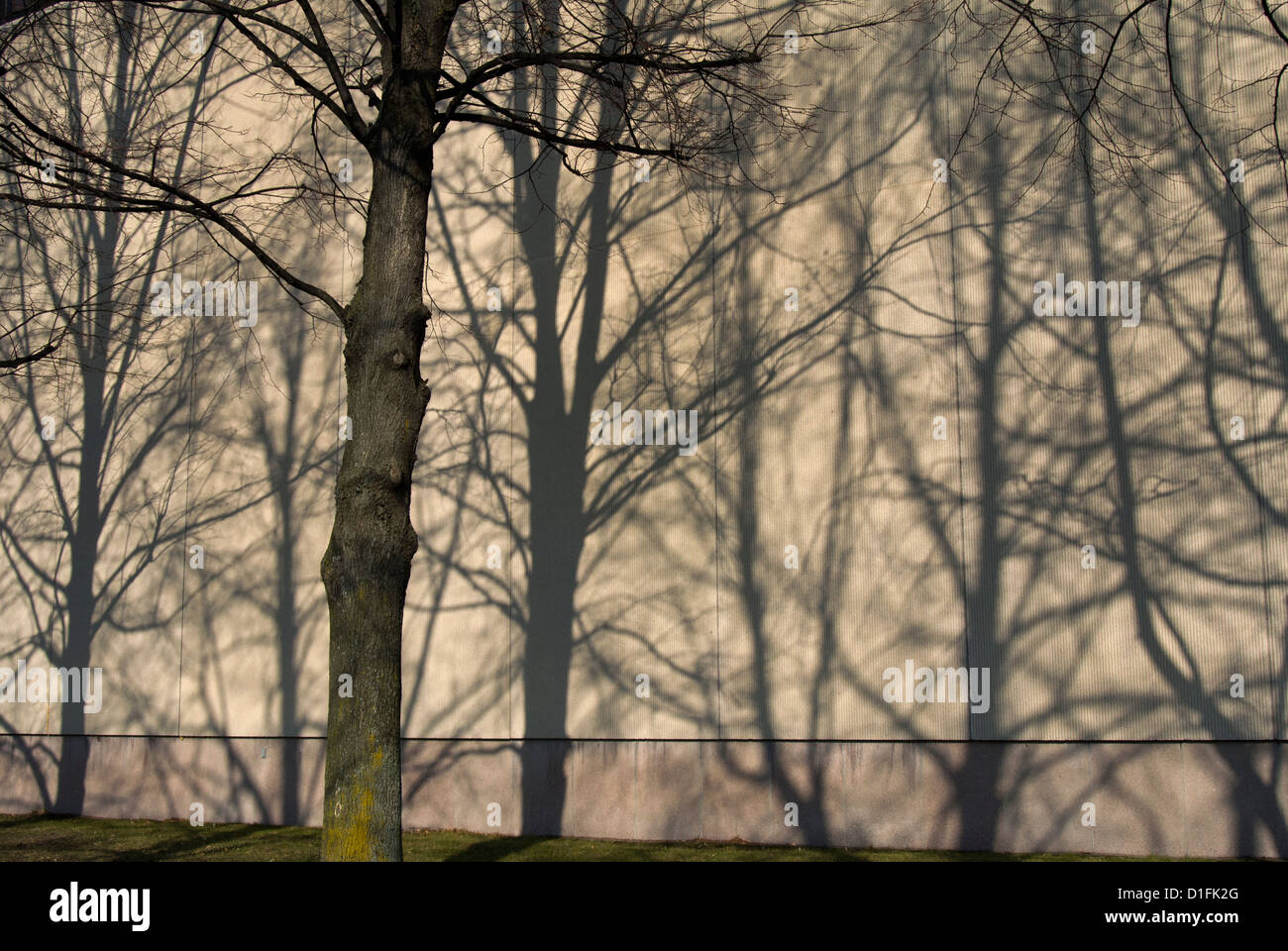 Baum Schatten an Wand. Stockfoto