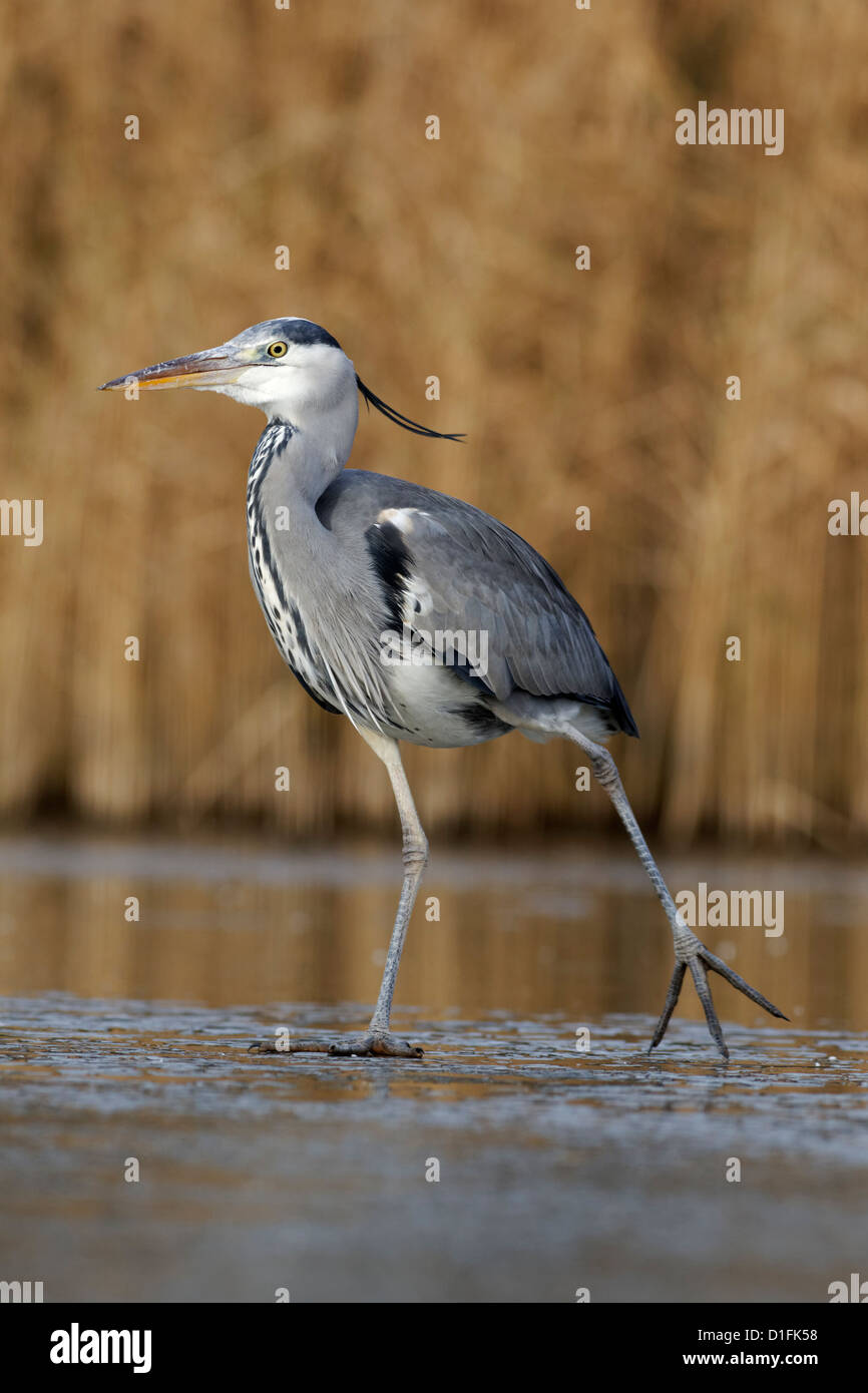 Graue Reiher, Ardea Cinerea, einziger Vogel auf dem Eis, Warwickshire, Dezember 2012 Stockfoto