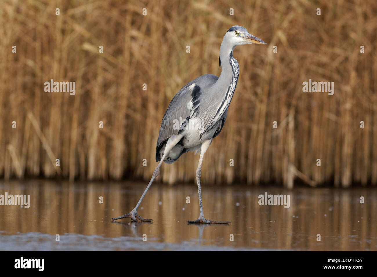 Graue Reiher, Ardea Cinerea, einziger Vogel auf dem Eis, Warwickshire, Dezember 2012 Stockfoto