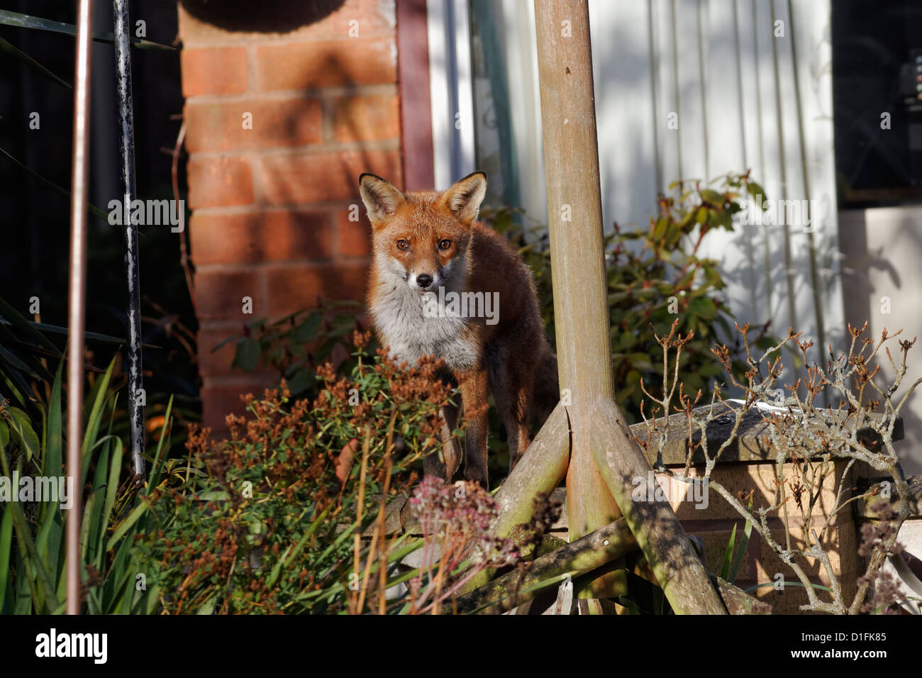 Rotfuchs Vulpes Vulpes, einziges Säugetier im Garten, Warwickshire, Dezember 2012 Stockfoto