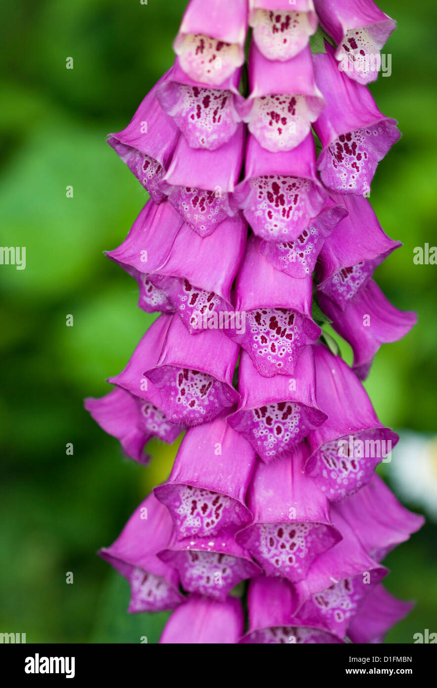 Glockenblume Blüte im Sommergarten Stockfoto