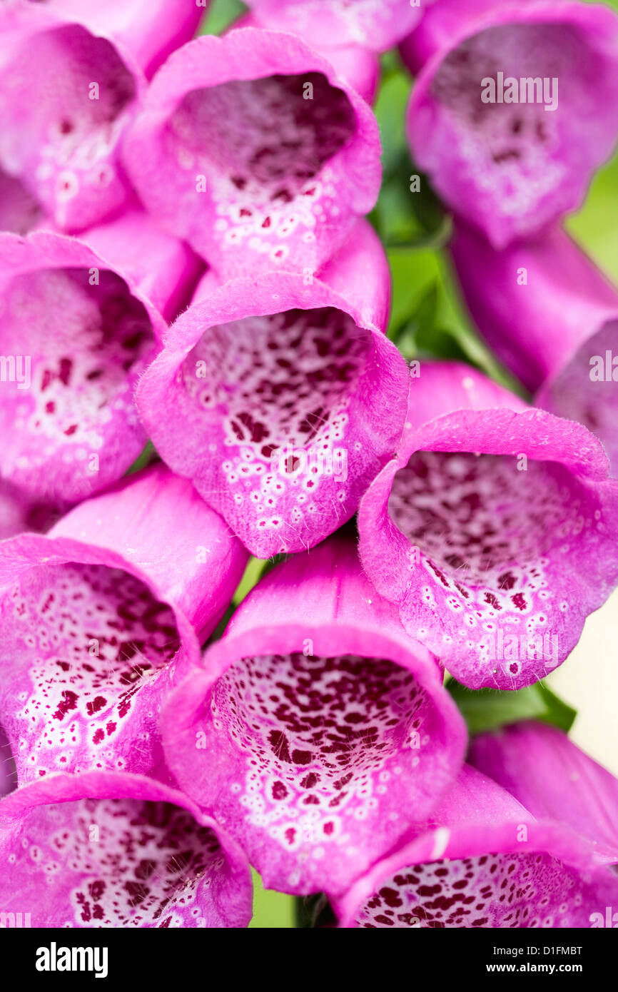 Glockenblume Blüte im Sommergarten Stockfoto