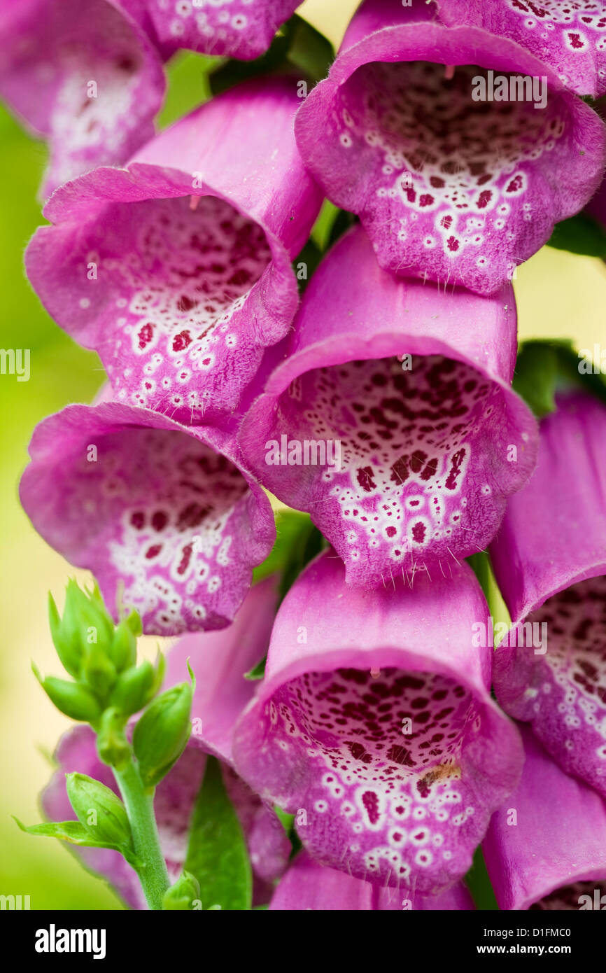Glockenblume Blüte im Sommergarten Stockfoto