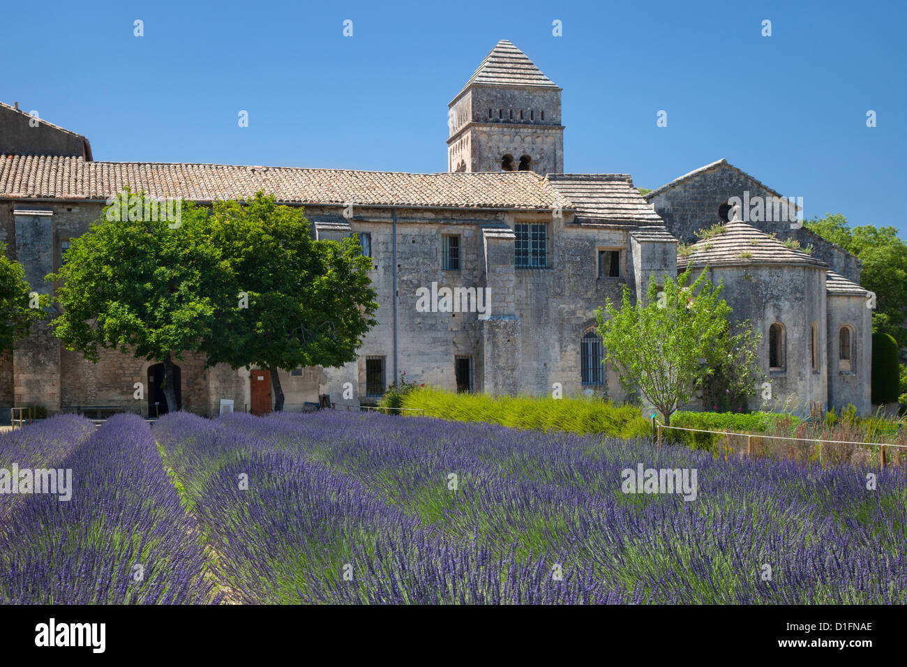 Lavendel unter Saint-Paul-de-Mausole - behandelt Asyl, wo Van Gogh war, 1889-1890, Saint Remy de Provence, Frankreich Stockfoto