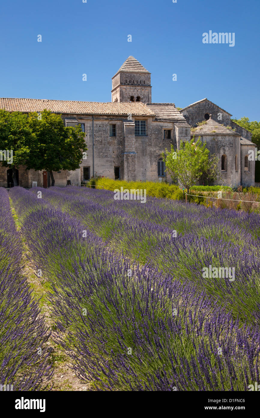 Lavendel unter Saint-Paul-de-Mausole - behandelt Asyl, wo Van Gogh war, 1889-1890, Saint Remy de Provence, Frankreich Stockfoto