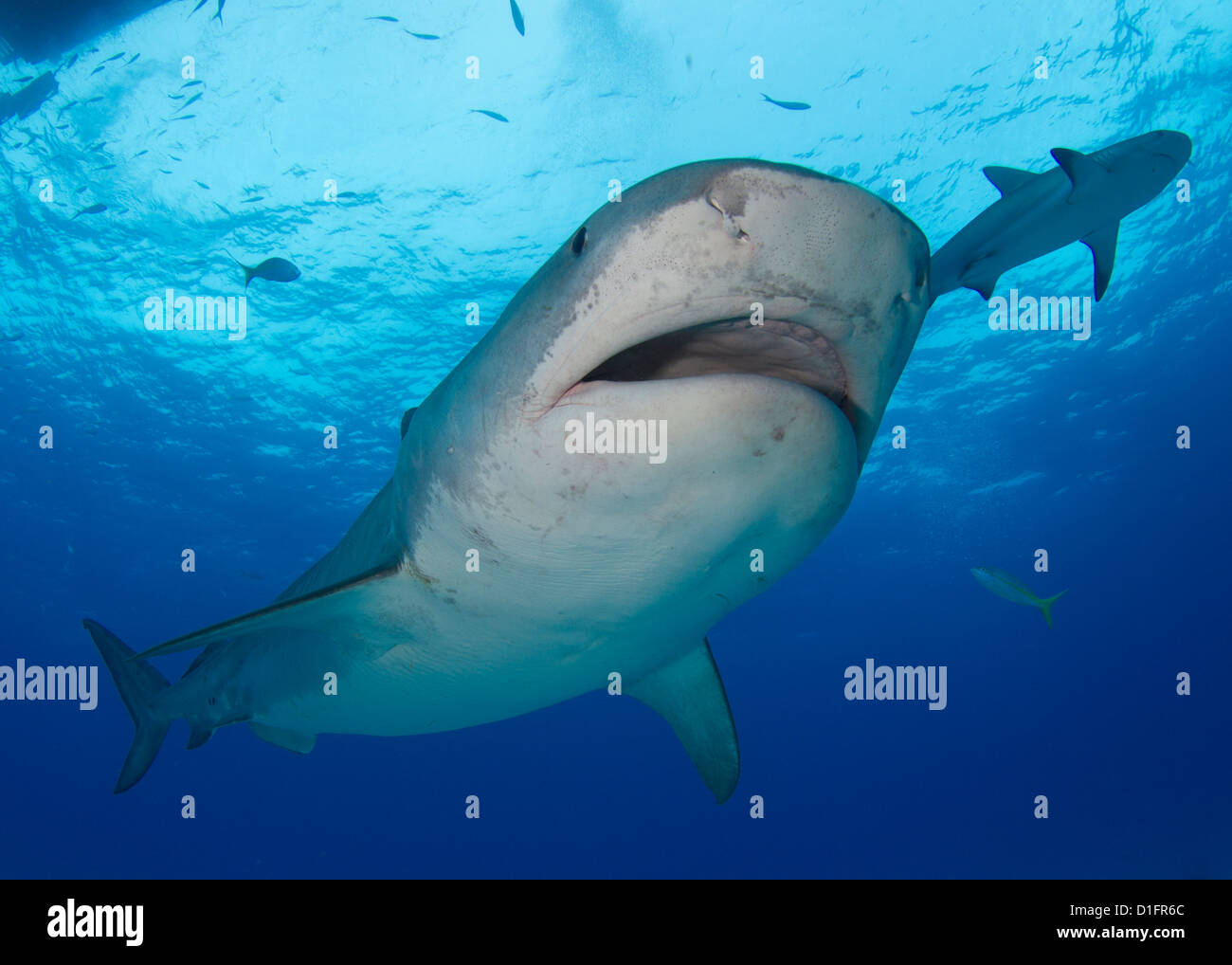 Tiger shark fin -Fotos und -Bildmaterial in hoher Auflösung – Alamy