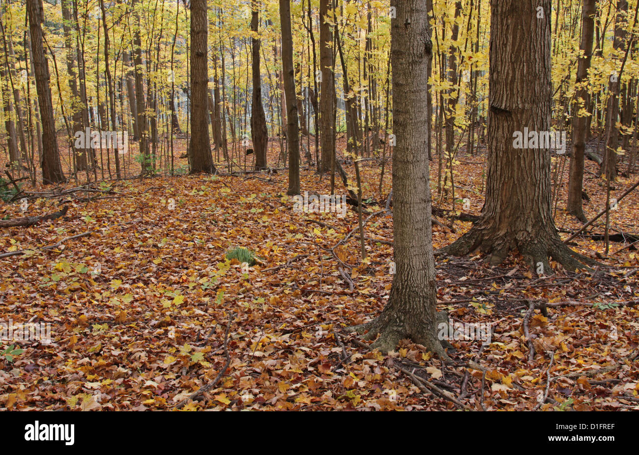 Waldboden im Herbst Stockfoto