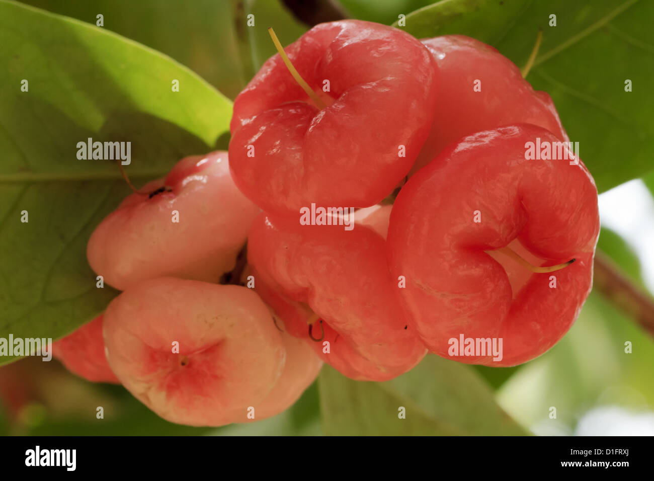 rosa Rose Apple auf Baum im Garten Stockfoto