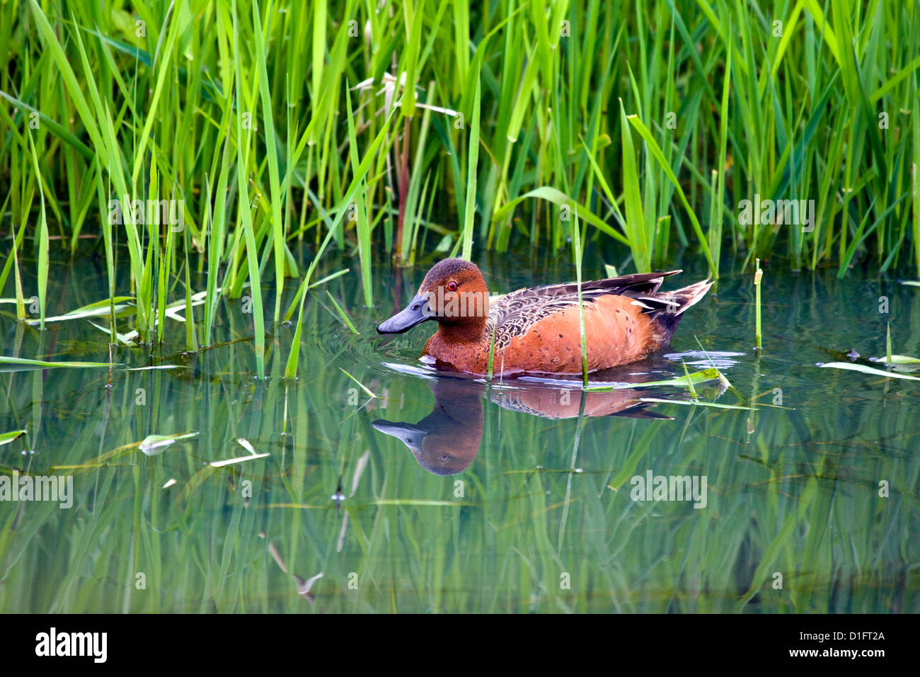 Zimt/Petrol Stockfoto