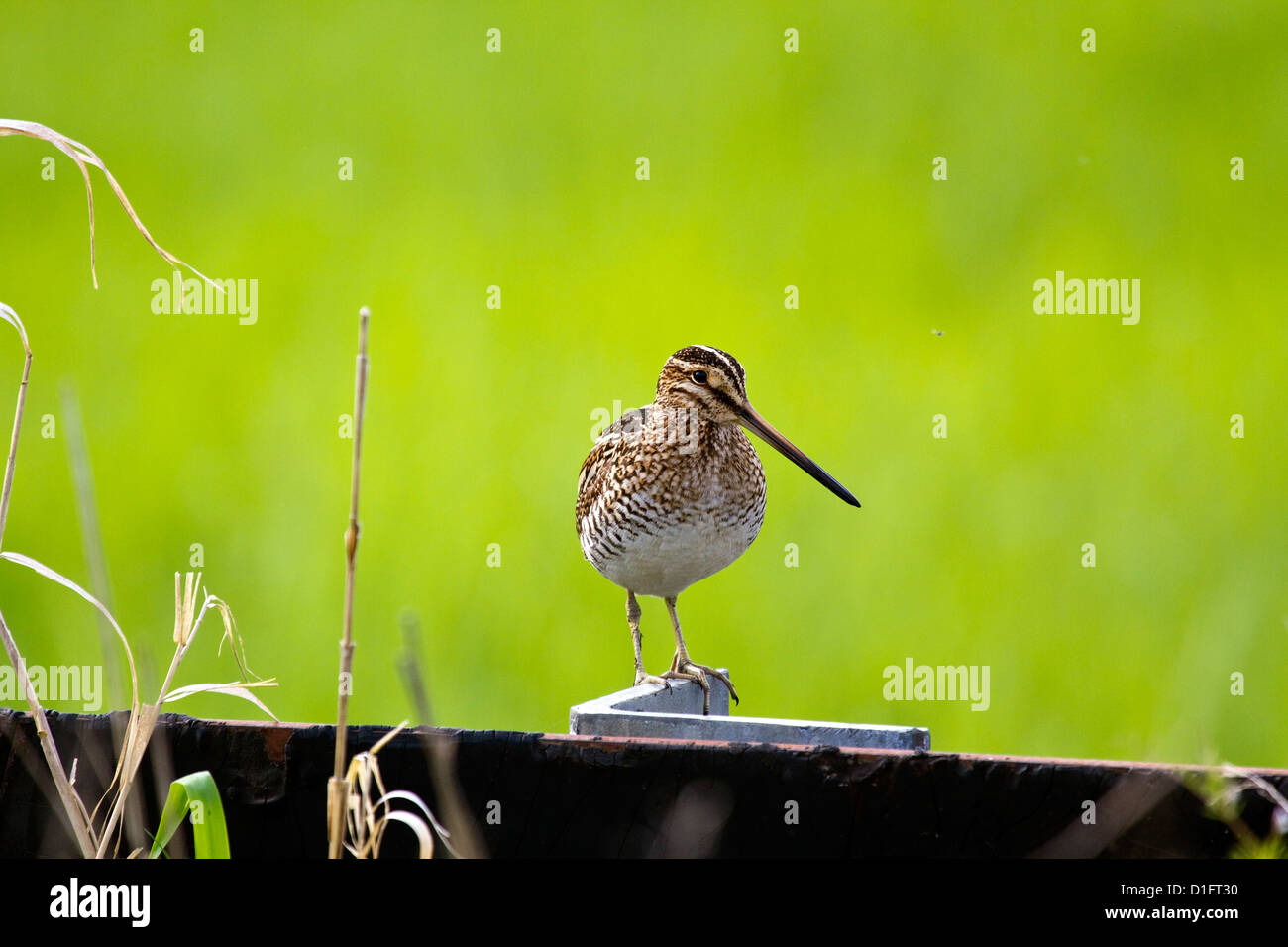 Wilson's Snipe Stockfoto