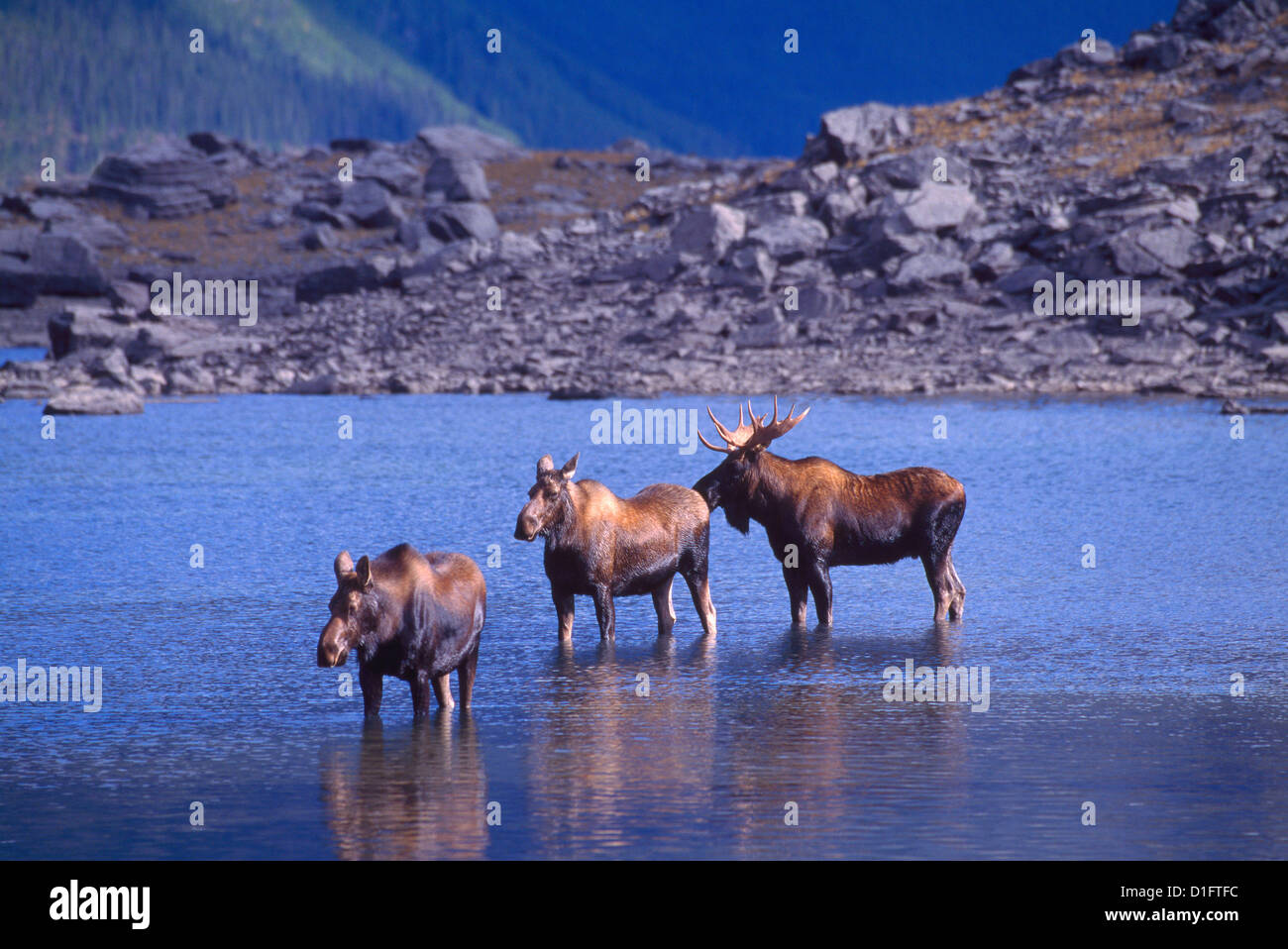 Bull Moose und Kühe (Alces Americana) stehen in einem See während Mating Season, Kanada - North American wilde Tiere Stockfoto