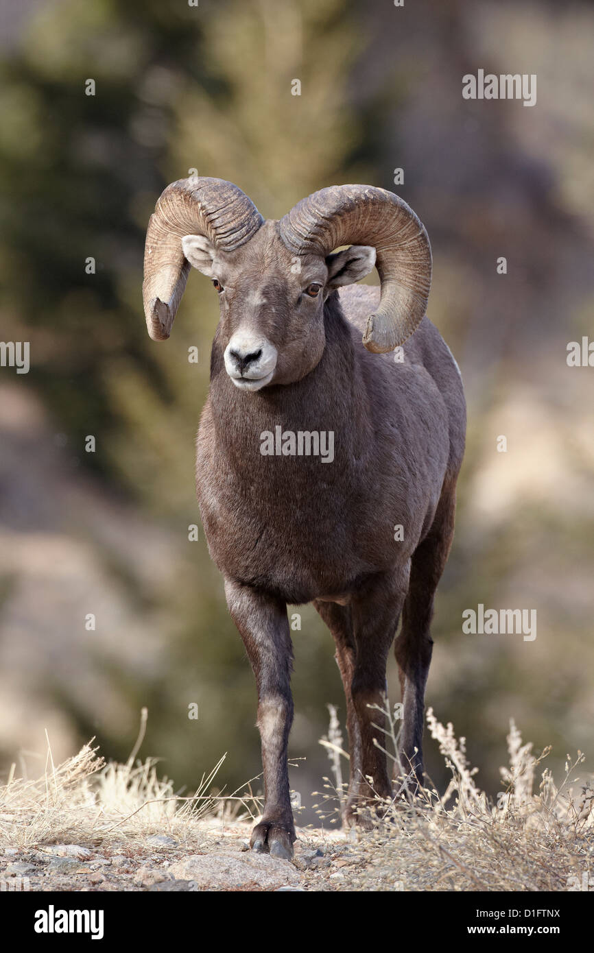 Dickhornschaf (Ovis Canadensis) ram Durng der Brunft, Clear Creek County, Colorado, Vereinigte Staaten von Amerika, Nordamerika Stockfoto