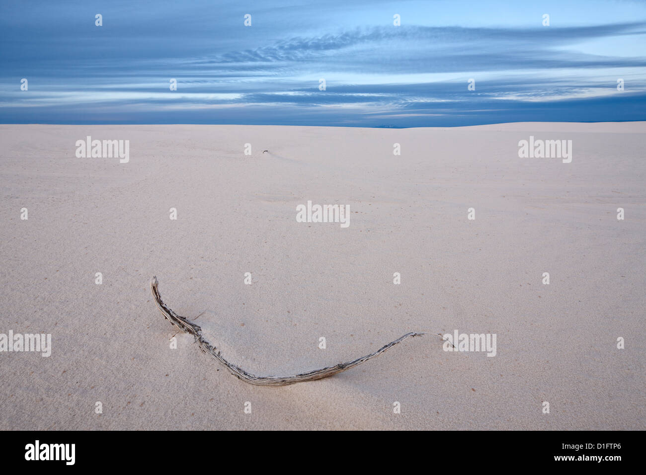 Zweig an der Dünen, White Sands National Monument, New Mexico, Deutschland, Nordamerika Stockfoto