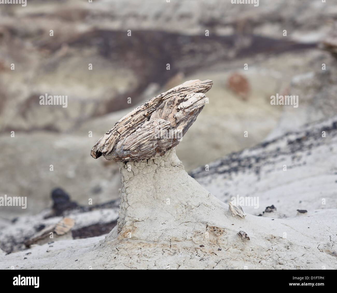 Hoodoo gebildet durch ein Stück versteinertes Holz, San Juan Bassin, New Mexico, Vereinigte Staaten von Amerika, Nordamerika Stockfoto
