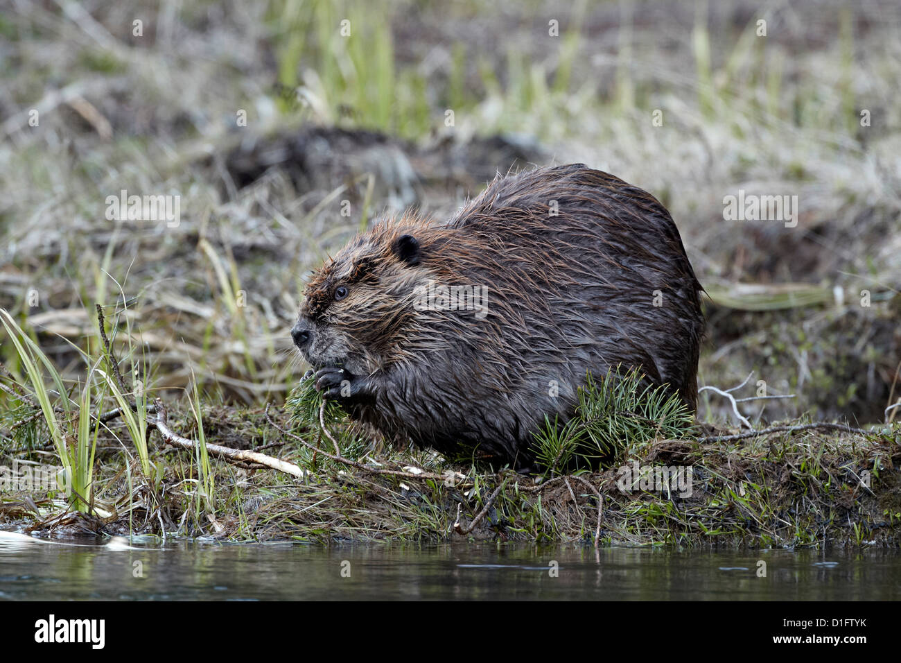 Biber (Castor Canadensis) Essen einen immergrünen Zweig, Yellowstone-Nationalpark, Wyoming, Vereinigte Staaten von Amerika Stockfoto