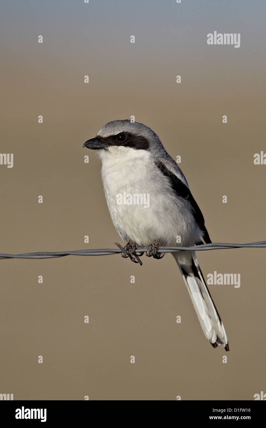 Unechte Würger (Lanius sich), Pawnee National Grassland, Colorado, Vereinigte Staaten von Amerika, Nordamerika Stockfoto